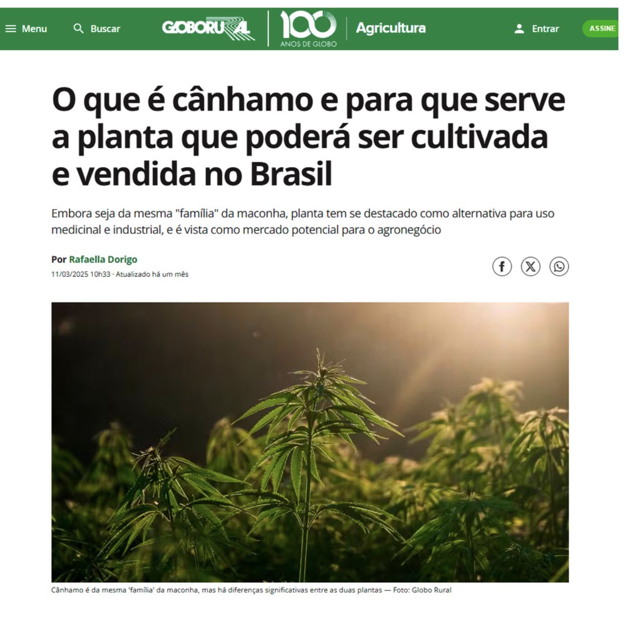 O que é cânhamo e para que serve? Entenda os diversos usos